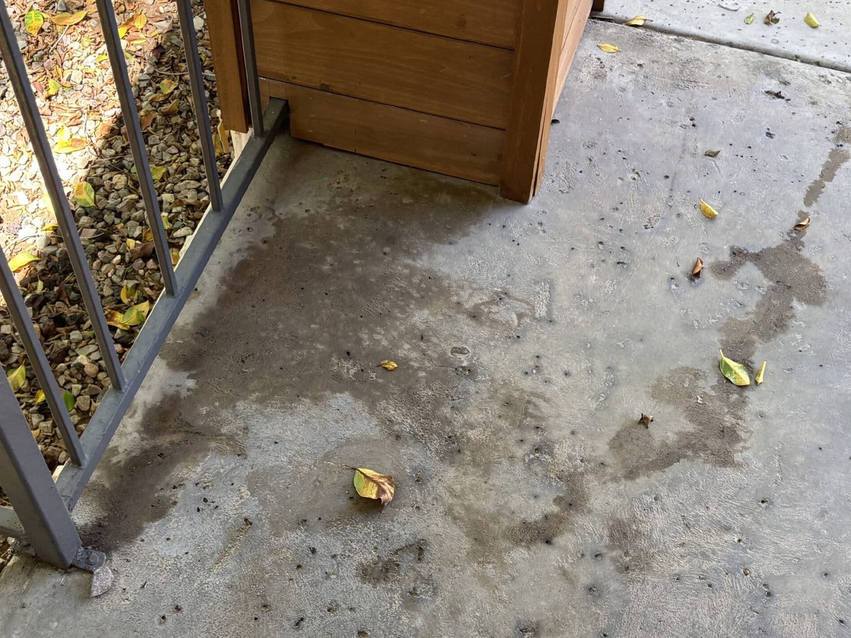 Concrete porch with wet spots, scattered leaves, and a wooden railing in sunlight.
